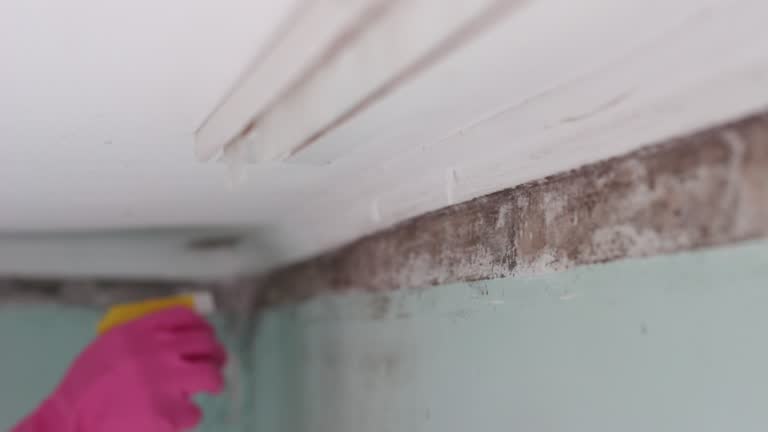 Mold Documentation for Insurance Claims in Eustis, FL